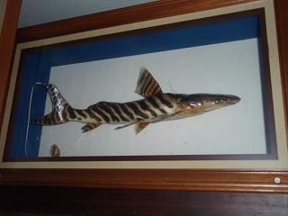 ゼブラタイガーキャット　約５５ｃｍ　５００００円