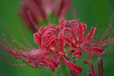 曼珠沙華