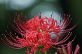 曼珠沙華