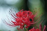 曼珠沙華