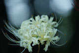 曼珠沙華