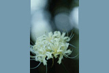 曼珠沙華