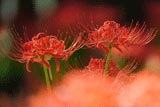 曼珠沙華