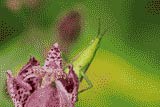 昆虫