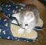 http://www.watv.ne.jp/~micco/img003.gif