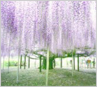 足利フラワーパーク