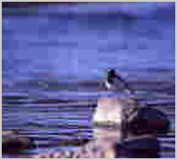 市の鳥セグロセキレイ