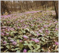 みかも山万葉自然公園かたくりの里